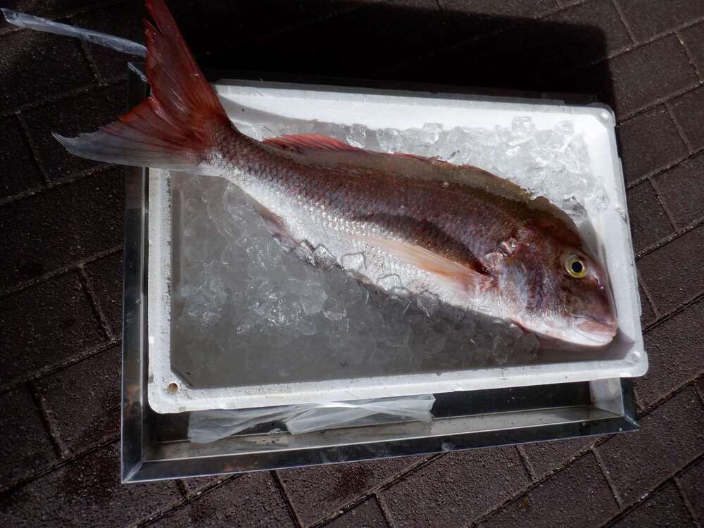 鯛