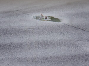 水道