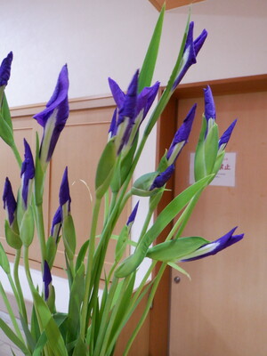 ５月