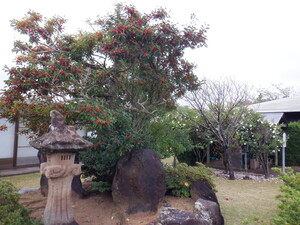 秋の花