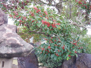 秋の花