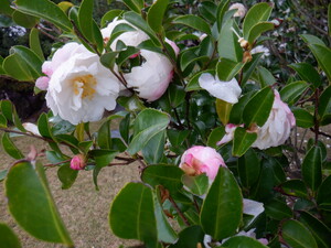 秋の花