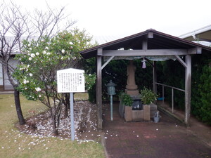 秋の花