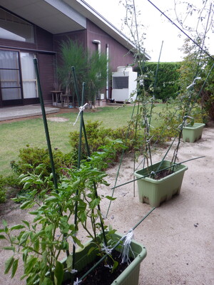 ミニトマト