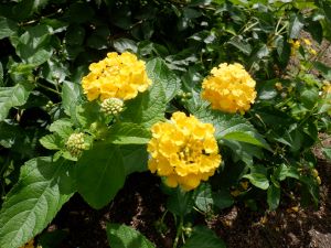 秋の花