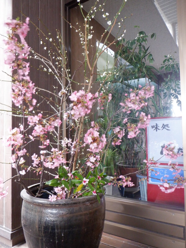 寒緋桜