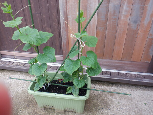 ６月